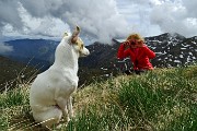 In Söc di Agnei (Cima degli Agnelli), detta anche Cima Camplano (2057 m) il 9 maggio 2015 - FOTOGALLERY